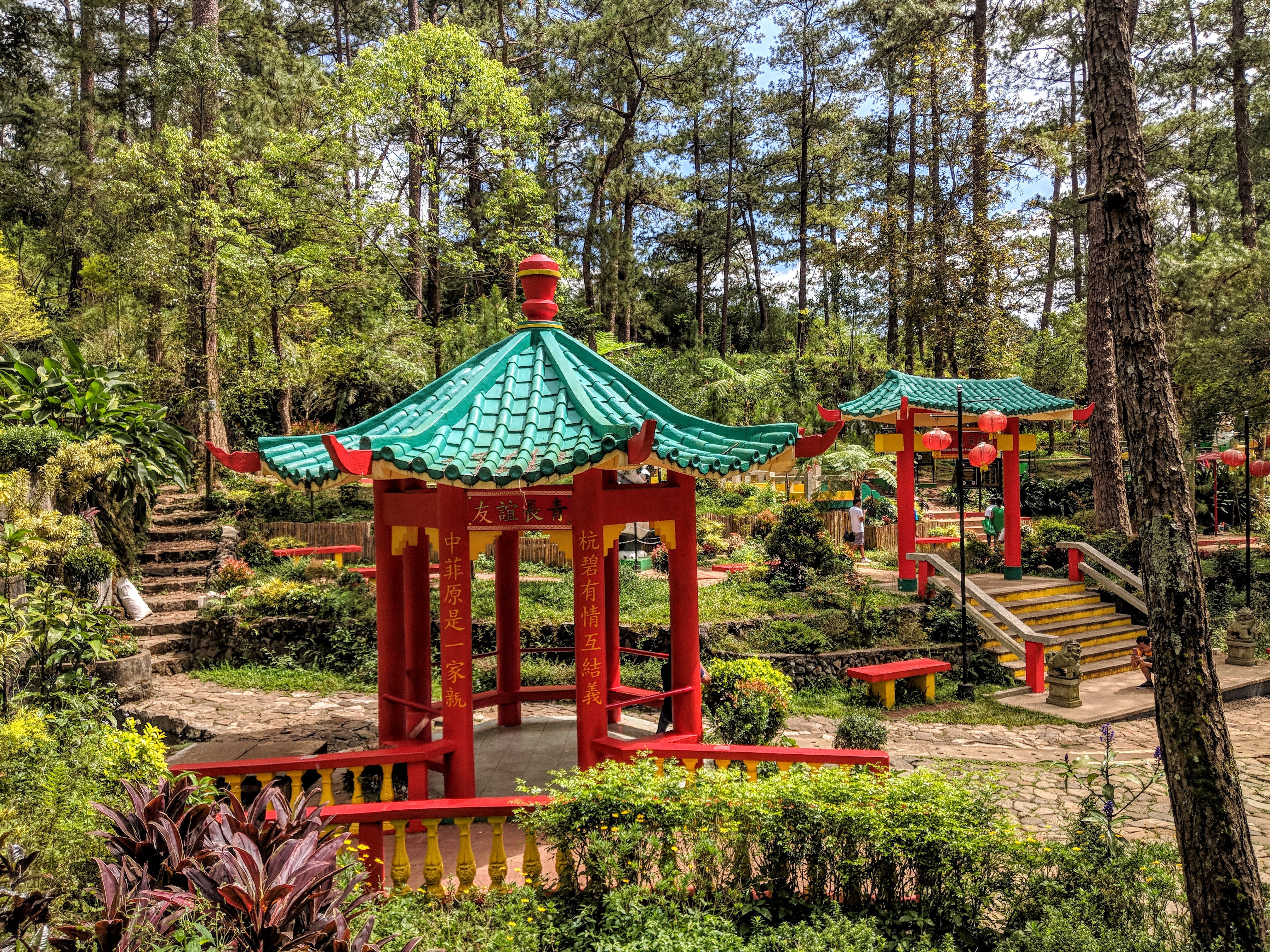 Baguio Botanical Garden — Pine trees at hardin